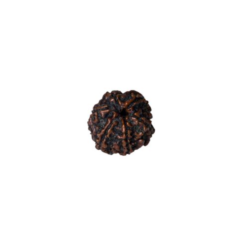 6 mukhi