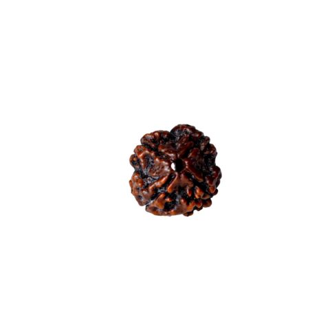 4 mukhi rudraksha