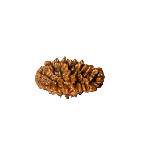 2 mukhi rudraksha